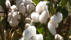 民乐群星 - 苏南小曲