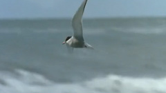 民乐群星 - 百鸟朝凤