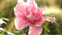 民乐群星 - 光明行