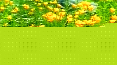 民乐群星 - 阳关三叠