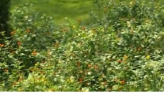 民乐群星 - 病中吟