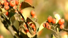 民乐群星 - 独弦操