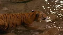 民乐群星 - 山东大鼓