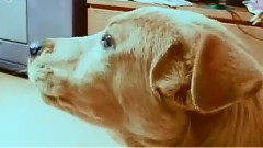 爱犬日记之波波的好朋友