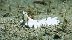 美丽的海洋生物