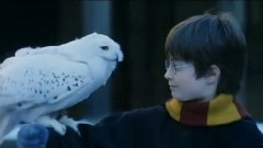 Long Live Harry Potter