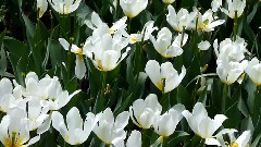 Giovanni Marradi,音乐短片 - Spring Love 春之恋