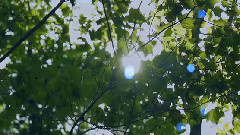 初音未来 - Seed Of Lights