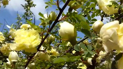 Giovanni Marradi - Phantoe of The Opera Medley