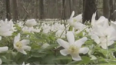 The Sound Of Silence