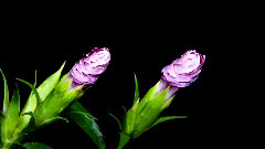 神奇的花朵绽放瞬间唯美震撼(Tribute)