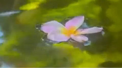 Giovanni Marradi Dreams