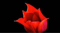 Love Makes The World Go Around