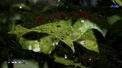 L'Invitation des Devas