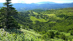 风景 - 花が咲き昆虫が舞う夏の志賀高原