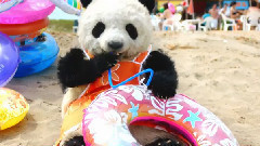 -フロムエー パンダ 