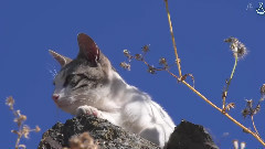 岩合光昭の猫步走世界~马德里篇~