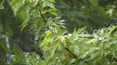 轻音乐 - Summer Rain