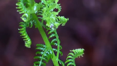 五匹野马 Five Wild Horses