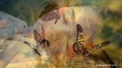 Lacrymosa (Альбом For You)