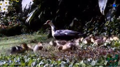 Nightingale Serenade