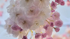 Un Parfum D'ivresse 2004 New Age