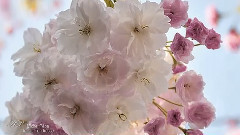 Infinie Tendresse - Elixir d'Amour