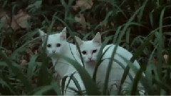 寂寞的季节 李时珉