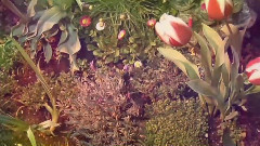 Поль Мориа Влюблённая Женщина