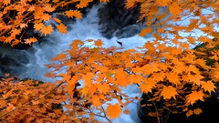 轻音乐 - Une Longue Absence