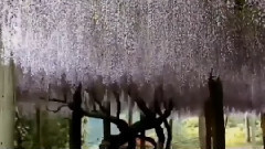 Melody Of Love(紫藤花开)