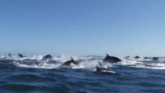 Armin Van Buuren Pres Gaia