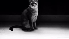 G-Dragon(BigBang),BigBang - GD INS更新视频一则