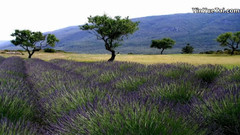 Elle rentrait de l'ecole (她从学校回来)