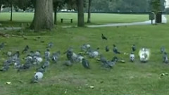 民乐群星 - 昭君怨 扬琴椰胡二重奏