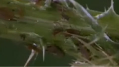 民乐群星 - 弹起我心爱的土琵琶 柳琴版