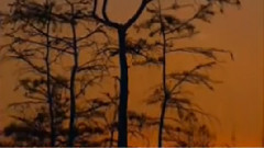 民乐群星 - 映山红 琵琶版