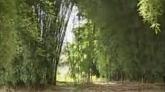 民乐群星 - 月光下的凤尾竹 葫芦丝版