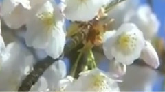 民乐群星 - 葬花吟 洞箫版