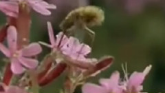 民乐群星 - 樱之花 洞箫版