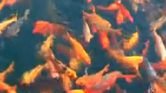 民乐群星 - 月芽五更 板胡独奏