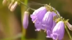 民乐群星 - 十里送红军 洞箫版