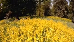 民乐群星 - 兰花花 洞箫版