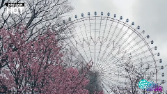 上榜单曲 Loveology