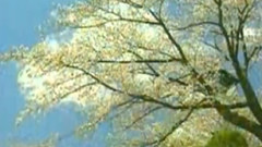 民乐群星 - 芦笙恋歌 葫芦丝版