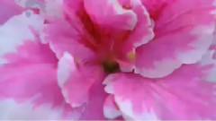 民乐群星 - 蓝与黑 丝竹音乐