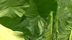 民乐群星 - 情人的眼泪 丝竹音乐