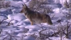 民乐群星 - 北风吹 二胡版