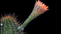 Cactus Flowers