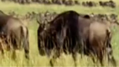 民乐群星 - 黄玫瑰 二胡版